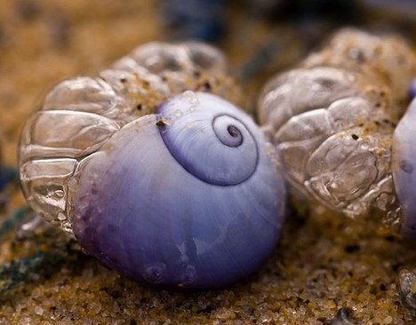 Violet sea snail